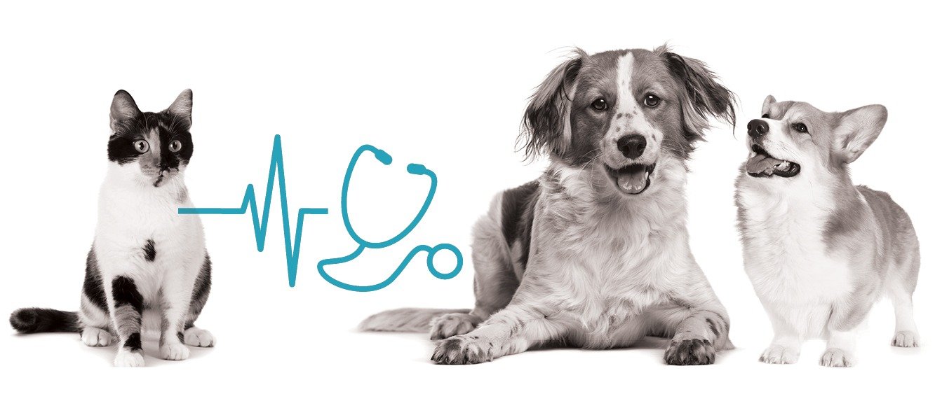 Best Pet Insurance Company