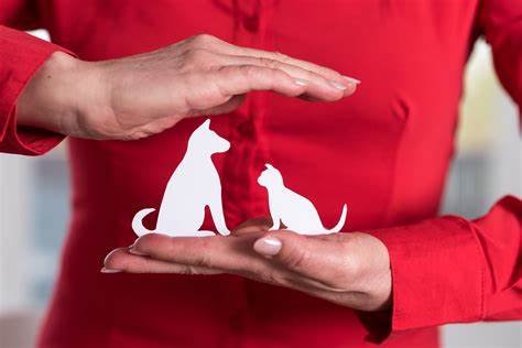 Pet Insurance