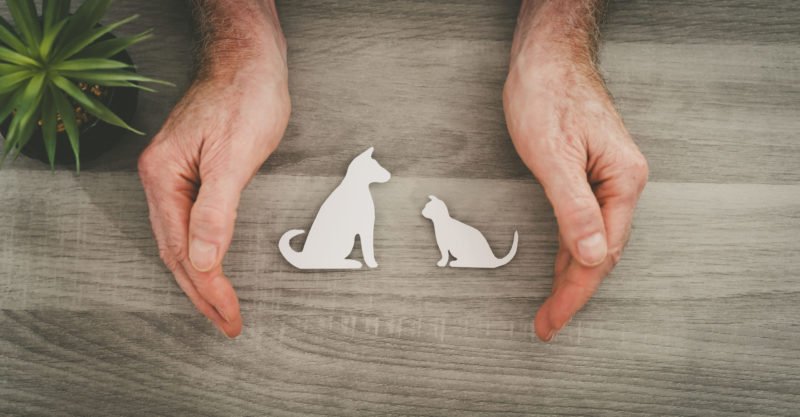 Pet Insurance Coverage