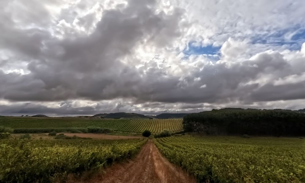 Mid-Valley Investment Co. challenges federal crop insurers over denied claim