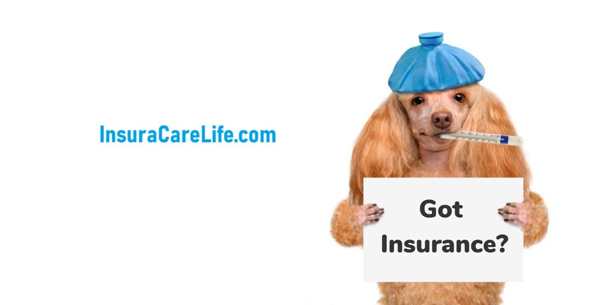 Pet Insurance vs. Vet Bills