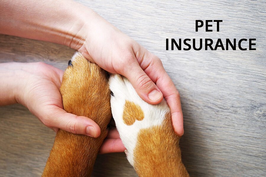 Understanding Pet Insurance Coverage for Pre-Existing Conditions in Oklahoma