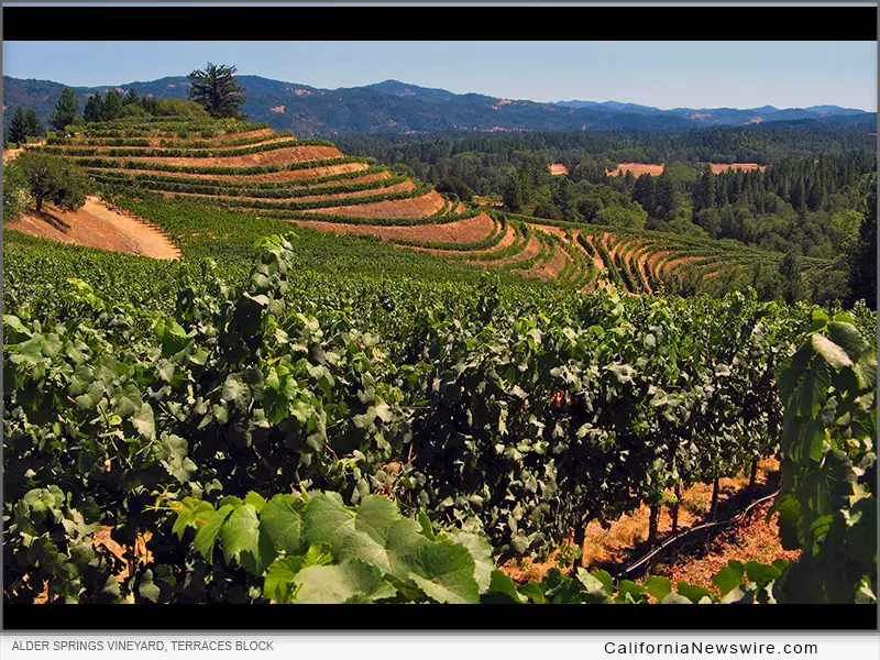 Due to Wine Industry Contraction, Alder Springs Vineyard to Conclude Farming After 2026 Harvest