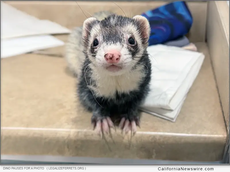 Legalize Ferrets in California: Petition Accepted, Not Denied, Never Decided – Ferret Petition Remains Unresolved After 378 Days
