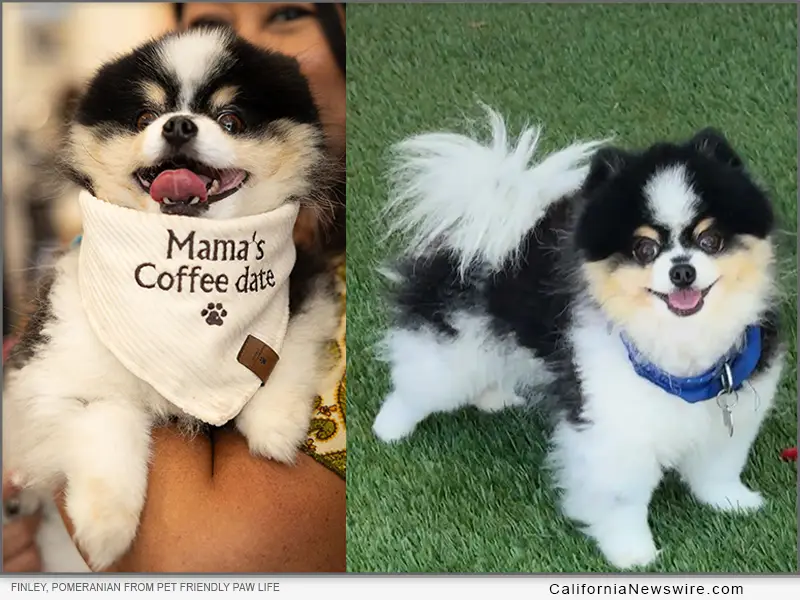 Pet Friendly Paw Life Pomeranian Finley wins title of Best in California in Pet Lovers Choice Awards, now competing for Best in Nation