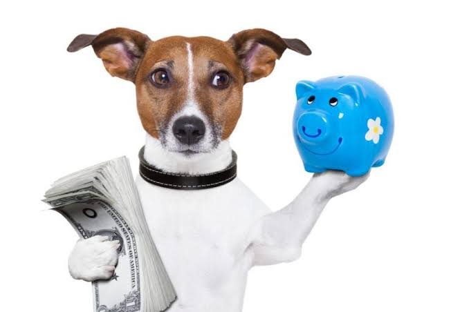 Choosing the Right Pet Insurance Providers in Ohio 2026