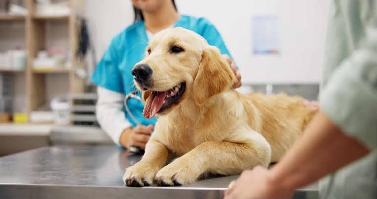 What is Pet Insurance: Coverage, Costs, and Functionality